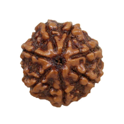  Service Provider of 7 Mukhi Rudraksha New Delhi Delhi 